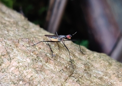 Neriidae