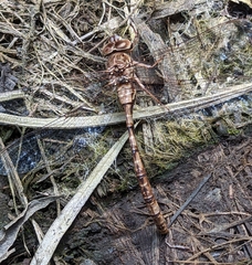 Acanthaeschna victoria