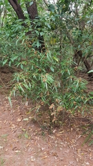 Lasiopetalum