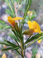 Dillwynia tenuifolia