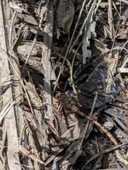 Acanthaeschna victoria