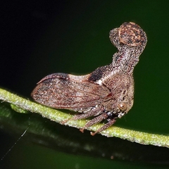 Eutryonia monstrifera