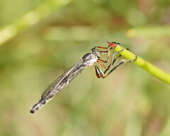 Leptogaster