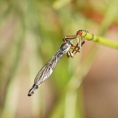 Leptogaster