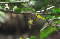 Culicicapa ceylonensis