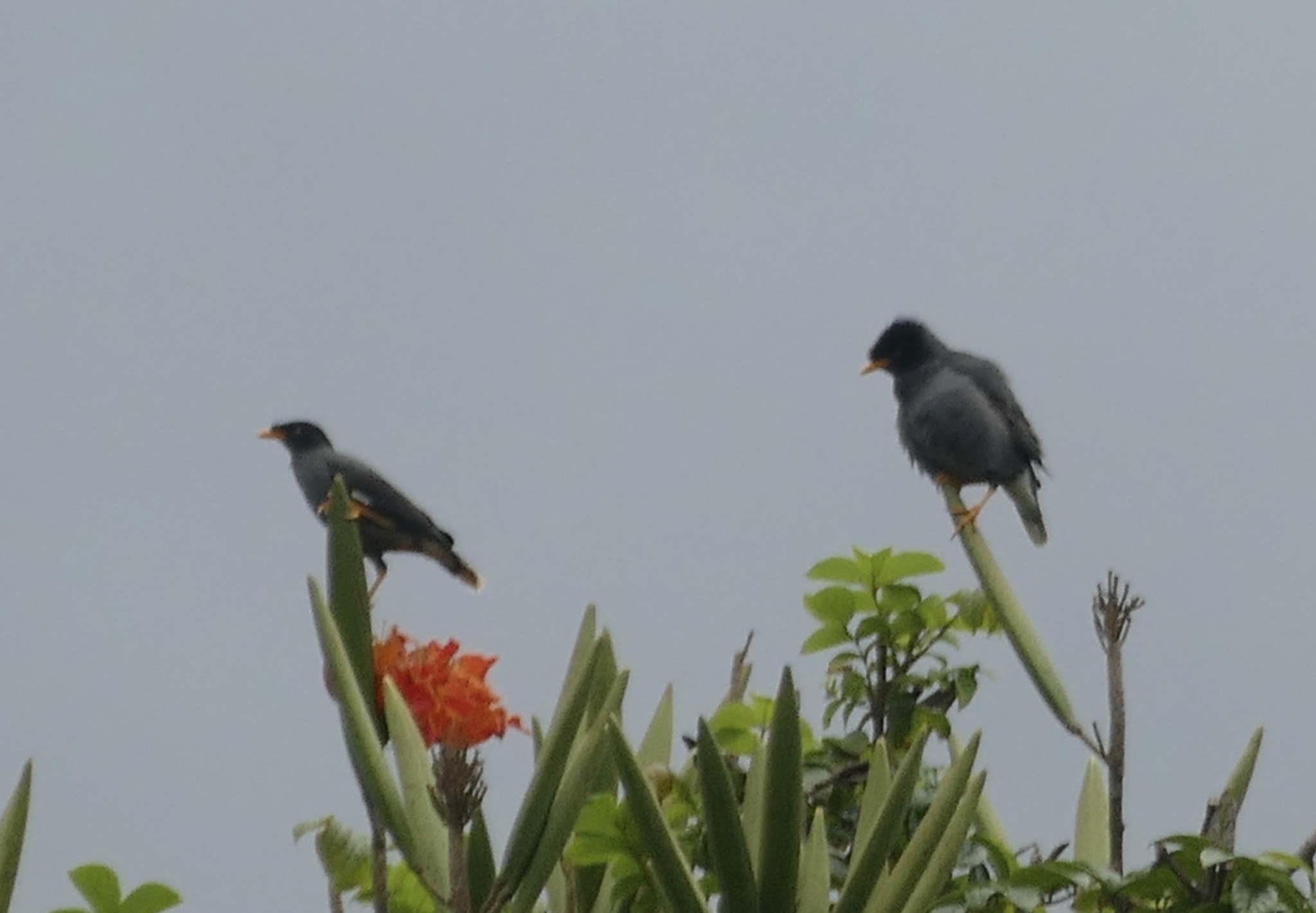 Javan Myna