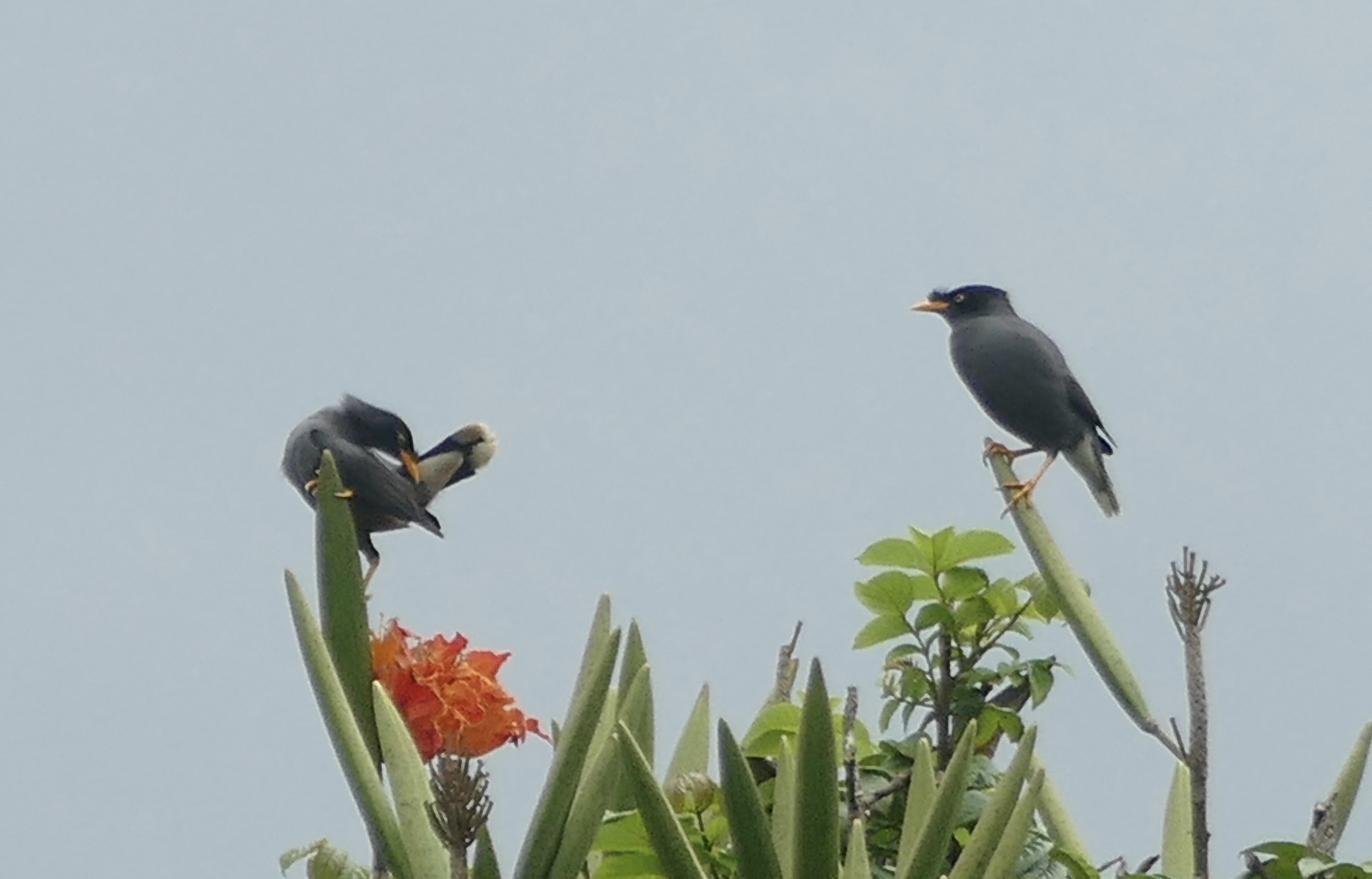 Javan Myna