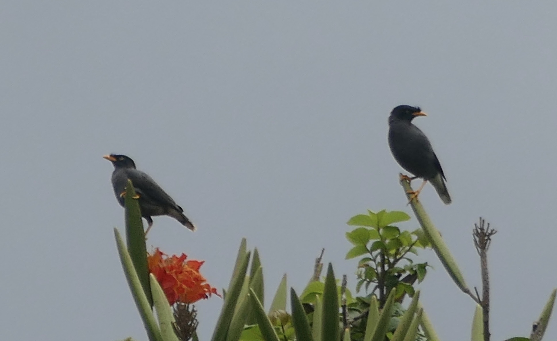 Javan Myna