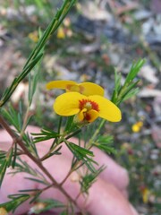 Dillwynia tenuifolia