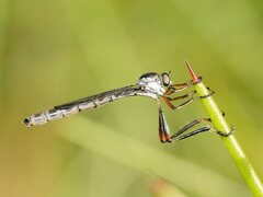 Leptogaster