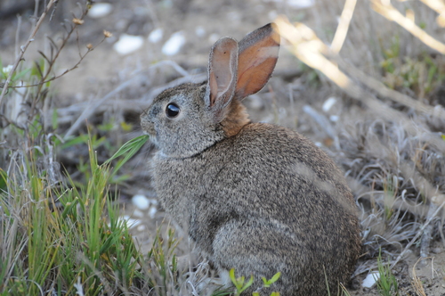 ブラシウサギ