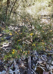 Dillwynia tenuifolia