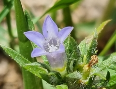 Wahlenbergia hispidula