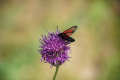 Zygaena osterodensis