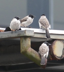 Pycnonotus aurigaster