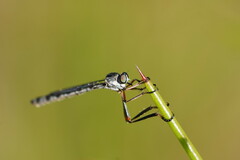 Leptogaster