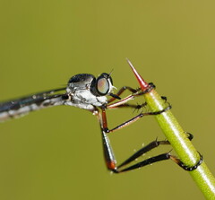 Leptogaster
