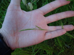 Festuca bromoides