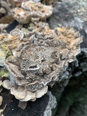 Trametes betulina