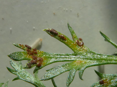 Puccinia cnici-oleracei