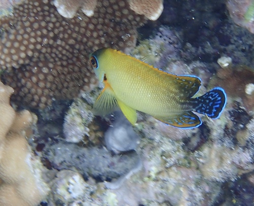 Angel abu polos (Centropyge vrolikii) — Pomacanthidae