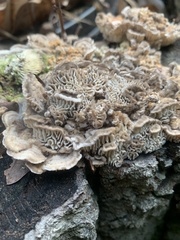Trametes betulina