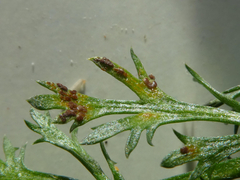 Puccinia cnici-oleracei