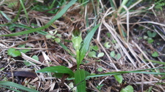Pterostylis montana