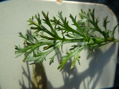 Puccinia cnici-oleracei
