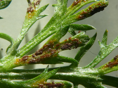 Puccinia cnici-oleracei