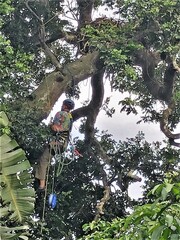 Stephanoaetus coronatus