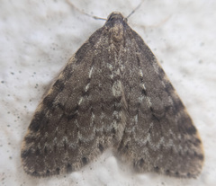 Operophtera occidentalis