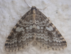 Operophtera occidentalis