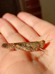 Austroicetes
