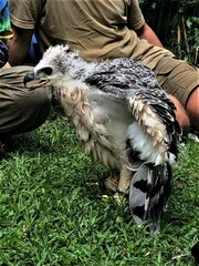 Stephanoaetus coronatus