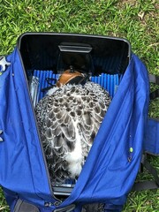 Stephanoaetus coronatus