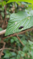 Octotoma scabripennis