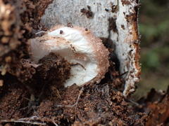 Uliodon