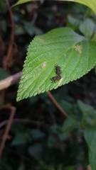 Octotoma scabripennis