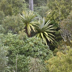 Cordyline indivisa