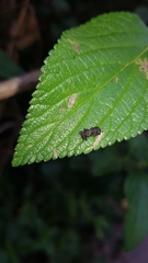 Octotoma scabripennis