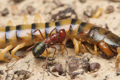 Melophorus rufoniger