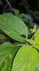 Octotoma scabripennis