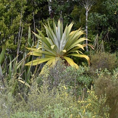 Cordyline indivisa
