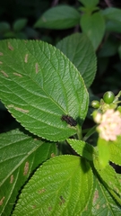 Octotoma scabripennis