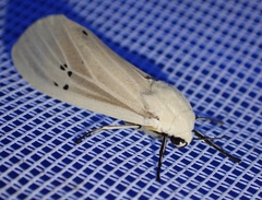 Creatonotos