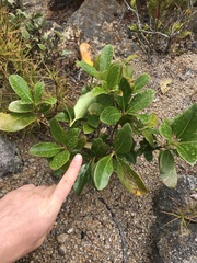 Coprosma lucida