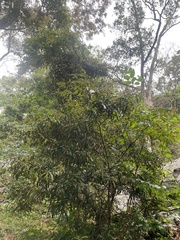 Acridocarpus natalitius