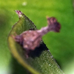 Eutryonia monstrifera