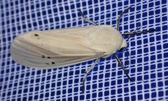 Creatonotos